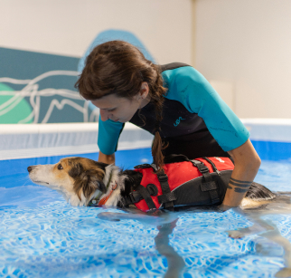 Fisioterapia veterinaria: crescere e invecchiare bene