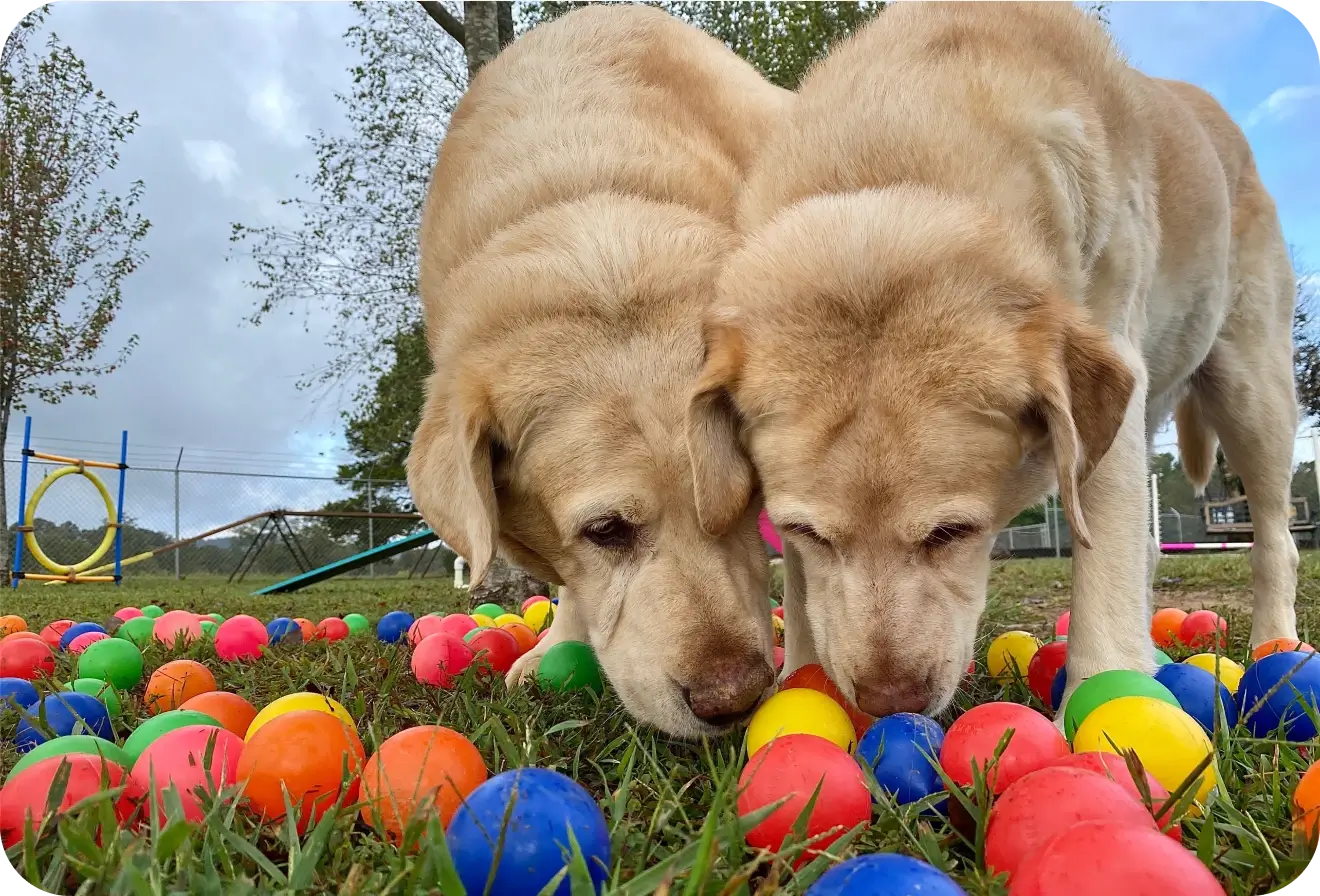 pensione per cani ticino